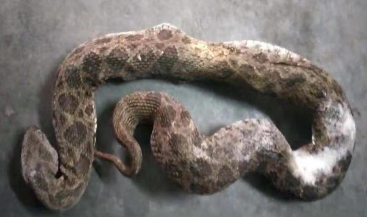 赛伦生物自主研发的抗蝰蛇毒血清获得II 期临床试验伦理审查批件